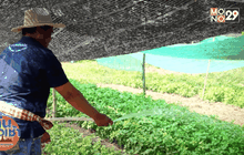 ชีวิตปลอดสารที่บ้านสำโรง