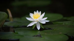 ปฏิทินวันพระ 2563 เดือนธันวาคม