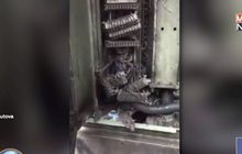 ฝรั่งสาวอัดคลิปประจานไทย หนูเกลื่อนกรุงฯ