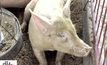 โคราชพบหมูติดเชื้อพิษสุนัขบ้า