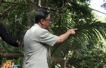 ป่าไม้ลุยจับ ซิปไลน์ รุกป่าสงวนฯ จ.ภูเก็ต