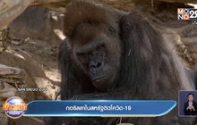 ​กอริลลาในสหรัฐติดโควิด-19