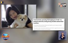 ฮ่องกงยืนยันพบเคสแรก สุนัขติดโควิดจากมนุษย์