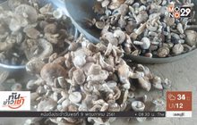 ชาวบึงกาฬเก็บเห็ดขมขาย สร้างรายได้วันละ 500 บาท