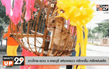 ชาวไทย-ยวน จ.ราชบุรี แห่นางแมว คึกครื้น หลังฝนแล้ง