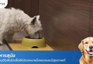 อาหารสุนัข รู้ก่อนเลือกอาหารเม็ด เพื่อสุขภาพที่ดีของน้องหมา