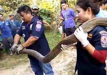 มันใหญ่มาก!! พญางูจงอางเลื้อยเข้าบ้านคนที่ จ.ตรัง ชาวบ้านแห่ดูตีเลขเด็ด
