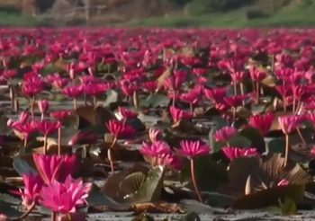 เปิดทุ่งบัวแดงสวนน้ำหนองสำรอง จ.กาญจนบุรี