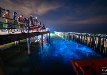 แพลงก์ตอนเรืองแสง ที่ สะพานแดง สมุทรสาคร ส่องแสงวิบวับยามค่ำคืน