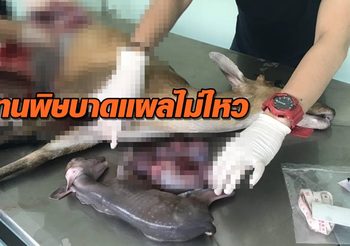 เก้งติดบ่วงแร้วจนขาขาด ทนพิษบาดแผลไม่ไหว ตายพร้อมลูกในท้อง