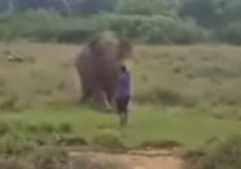 หนุ่มศรีลังกาสะกดจิตช้าง แต่ช้างไม่เล่นด้วย สุดท้ายโดนเหยียบดับคาที่