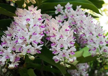 ไปชมกล้วยไม้ช้าง กลิ่นหอมๆ ที่ The Blooms Orchid Park จ.ราชบุรี บานครั้งเดียวในรอบปี