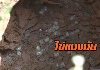 ชาวบ้านออกหาขุดไข่แมงมันขาย ราคาพุ่งเฉลี่ยกิโลกรัมละ 2,000 บาท