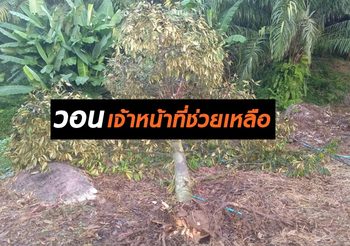 ช้างป่าเขาหลวง ยกโขลงบุกทำลาย สวนผลไม้ชาวบ้านพังยับเยิน