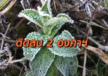ดอยอินทนนท์ติดลบ 2 องศาฯ เป็นครั้งแรกต้อนรับปีหมู