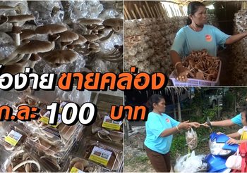 เห็ดโคนญี่ปุ่น เห็ดตัวใหม่ที่กำลังติดตลาด ซื้อง่ายขายคล่อง กก.ละ 100 บาทเท่านั้น
