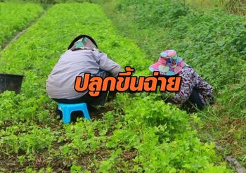 เกษตรกรผู้สูงอายุ ปลูกขึ้นฉ่ายขาย! สร้างรายได้วันละ 2 พัน ช่วงฤดูหนาว