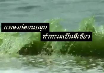 ‘แพลงก์ตอนบลูม’ ทำทะเลบางแสนเป็นสีเขียว แนะเลี่ยงลงเล่นน้ำ