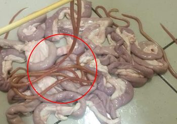 ขนลุกขนพอง! พยาธิกองพะเนินไซข้างไส้หมู หลังสาวซื้อเตรียมไว้ทำไส้ย่าง