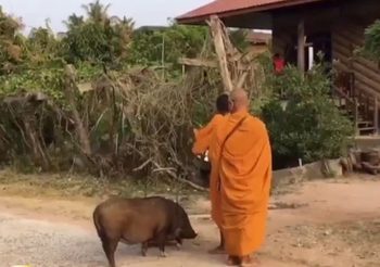 ฮือฮา! เจ้าหมูแสนรู้ใน จ.สุรินทร์ เดินตามพระสงฆ์บิณฑบาตร