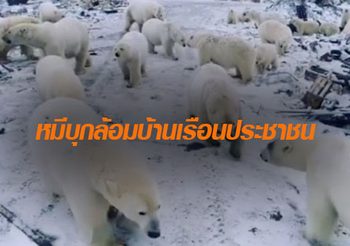 ฝูงหมีขั้วโลก บุกปิดล้อมหมู่บ้านชาวเกาะจนต้องประกาศภาวะฉุกเฉิน