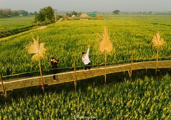 ทุ่งปอเทือง บ้านนาตม จ.แพร่ เหลืองสะพรั่งเต็มทุ่ง ถ่ายรูปสวย อย่างฟิน