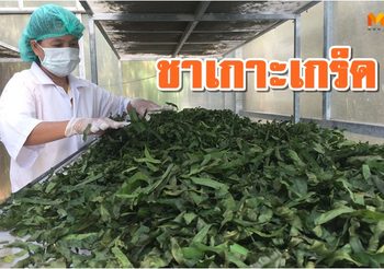 ‘ชารางแดง’ พืชสมุนไพรแปรรูป กลุ่มเกษตรกรทำสวนเกาะเกร็ด สร้างรายได้ดี