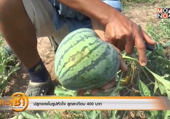 ไอเดียเพิ่มมูลค่าสินค้า! เกษตรกรไทยปลูกแตงโมรูปหัวใจ ลูกละเกือบ 400 บาท