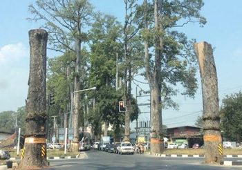 ศรีสุวรรณยื่นฟ้อง อบจ.เชียงใหม่ หลังสั่งตัดต้นยางนาอายุกว่า 100 ปี