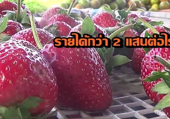เกษตรกรพะเยา ปลูกสตอเบอรี่ขาย สร้างรายได้กว่า 2 แสนบาทต่อไร่