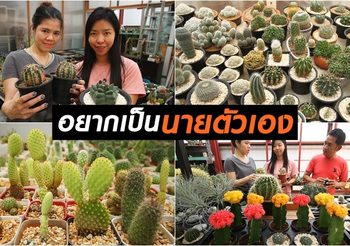 อยากเป็นนายตัวเอง! พยาบาลสาวหันมาเพาะปลูกตะบองเพชรขาย พร้อมแนะนำคนสนใจ
