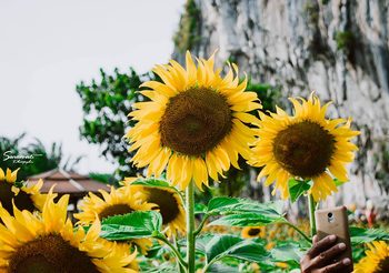 ทุ่งทานตะวัน ชูช่อเหลืองอร่ามกลาง เขาทะนาน จ.สตูล ไปถ่ายสวยๆ กัน