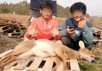 รุมถล่มแรงงานไทย โพสต์ภาพล่ากวาง ในประเทศเกาหลีใต้