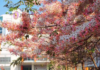 ดอกกัลปพฤกษ์ ม.ขอนแก่น ห้อยระย้าสีชมพู สวยงามรับลมร้อน