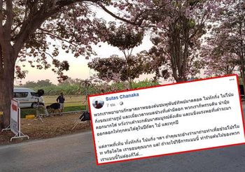 นักศึกษา โวย หลังทีมถ่ายทำหักกิ่งต้นชมพูพันธ์ทิพย์มาประดับฉาก