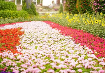 Garden In The Sky สวยลอยฟ้าแห่งใหม่ เข้าชมได้ตลอดปีที่ สวนนงนุช พัทยา