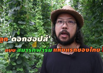 อดีตโปรแกรมเมอร์หันมาปลูก ‘ดอกฮอปส์’ แบบสมาร์ทฟาร์มแห่งแรก!!