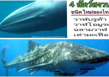 4 ปีที่รอคอย! ‘เต่ามะเฟือง-วาฬบรูด้า-วาฬโอมูระ-ฉลามวาฬ’ ลุ้นขึ้นทะเบียนเป็นสัตว์สงวน
