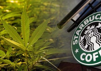 สตาร์บัคส์มีแนวโน้มเปิดตลาด ‘เครื่องดื่มผสมกัญชา’ เป็นรายแรก