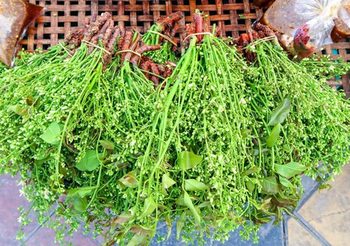 ของดี! 10 ผักพื้นบ้าน วิตามินซีสูง เสริมภูมิคุ้มกันในร่างกาย