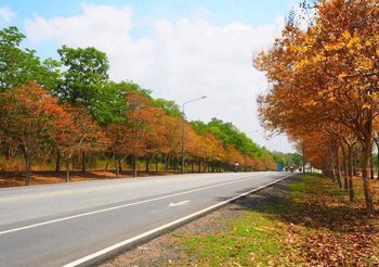 พาชมบรรยากาศ ต้นตะแบก ม.สุรนารี ผลัดใบเปลี่ยนสี ช่วงหน้าร้อน