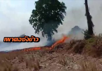 ต้นตอจากเผาตอซังข้าว ไฟลามไหม้สวนยูคาลิปตัส-สวนยาง กินเนื้อที่ร่วมพันไร่