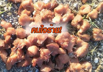ใครหนอช่างใจร้าย ภาพหมูทอดผสมเบ็ดตกปลา วางยาหวังฆ่าสุนัข – แมว