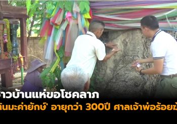 ชาวบ้านแห่ขอโชคลาภ ‘ต้นมะค่ายักษ์’ อายุกว่า 300 ปี