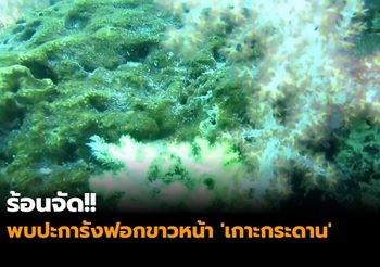 ร้อนจัด!! พบปะการังฟอกขาวหน้า ‘เกาะกระดาน’