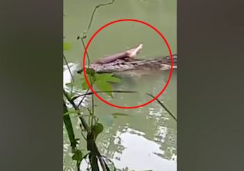 สยอง! คลิปจระเข้คาบขามนุษย์ ลอยกลางแม่น้ำที่อินโดนีเซีย
