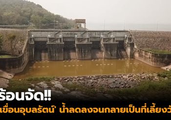 ร้อนจัด!! ‘เขื่อนอุบลรัตน์’ น้ำลดลงจนกลายเป็นที่เลี้ยงวัวของชาวบ้าน