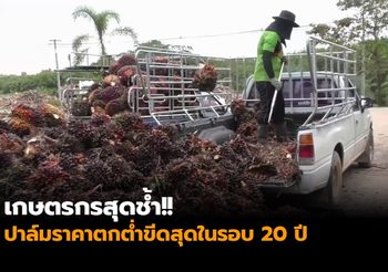 เกษตรกรสุดช้ำ!! ปาล์มราคาตกต่ำขีดสุดในรอบ 20 ปี