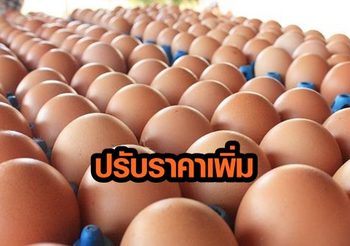 เกษตรกรปลื้ม ไข่ไก่ปรับขึ้นราคาอยู่ที่ 2.50 บาทต่อฟอง หลังแบบภาวะขาดทุนกว่า 1 ปี