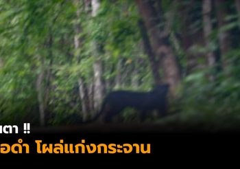 ตื่นตา! เสือดำ โผล่อุทยานแห่งชาติแก่งกระจาน